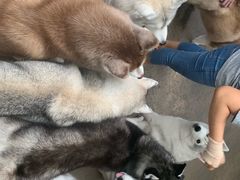 -TrueLove @ Neverland (Husky Cafe)