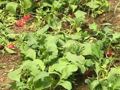 -万源龙顺度假庄园生态观光园