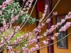 -龙华寺