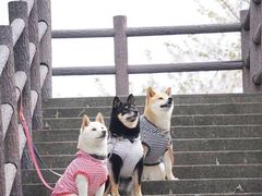 -藏猫猫咖啡主题馆(中央大道店)