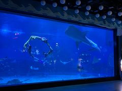 -烟台海昌鲸鲨海洋公园