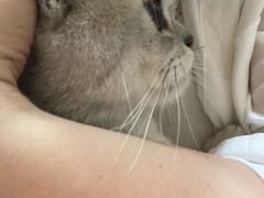 -瑞派名望志远动物医院·猫科·內科·异宠专科(直港大道店)