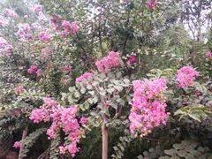 -武汉紫薇都市田园