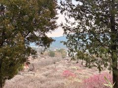 -香雪海