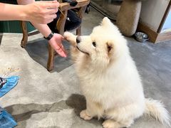 -more than meow吴止猫主题餐厅(承德 中船汇店)