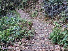 -南山植物园