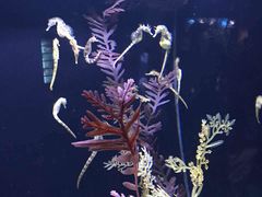 -上海海洋水族馆-停车场