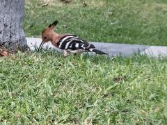 -海南清水湾莱佛士酒店