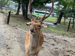 -奈良公园
