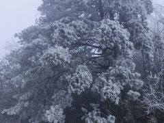 -黄埔油麻山森林公园