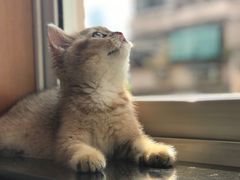 -东方名猫馆·英短金渐层布偶猫舍(环线广场1号楼店)