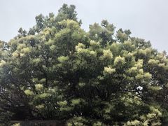 -塔尔寺-菩提树