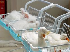 -怪兽屋·羊驼·猫咖·狗咖(俊华广场店)