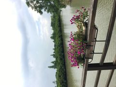 -大湾区中央湿地公园