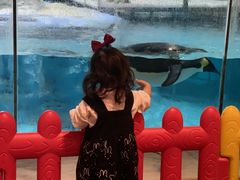 -帝企鹅自助餐厅•儿童岛•真企鹅(长隆企鹅酒店)