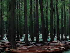 -渌洋湖湿地公园