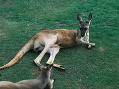 -西霞口神雕山野生动物世界
