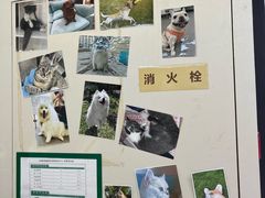 -爱妮康宠物医院·干细胞免疫细胞·肿瘤·心脏(张江店)