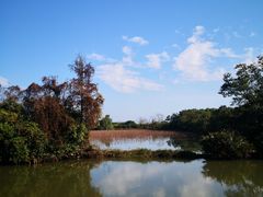 -大湾区中央湿地公园