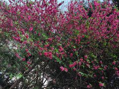 -江南红鱼汤(洋中花园店)