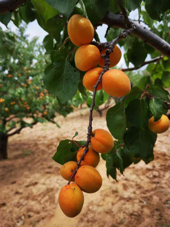 官厅石片黄杏采摘园-"今天来到石片村,这个村子全部是种大黄杏的.