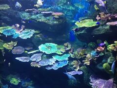 -暹罗海洋世界