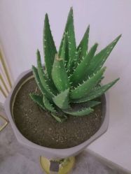 -纹绣阁·纹眉眼唇品牌