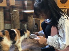 -more than meow吴止猫主题餐厅(承德 中船汇店)