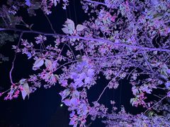 -西北湖绿化广场