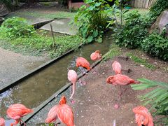 -清迈夜间动物园