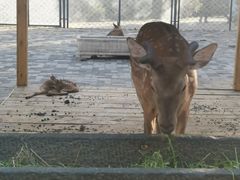 -长白岛森林公园