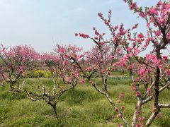 -南汇桃花村