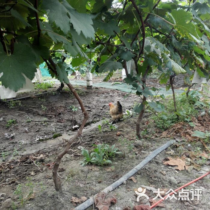 马陆葡萄佳兴果园图片-北京采摘/农家乐-大众点评网
