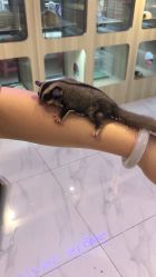 -Moni星球萌宠·小马宝莉·灵蛇·高端高阶全萌宠互动体验俱乐部(红豆国际广场店)