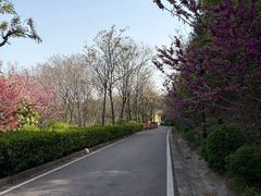 -羊山湖公园