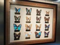 -上海昆虫博物馆