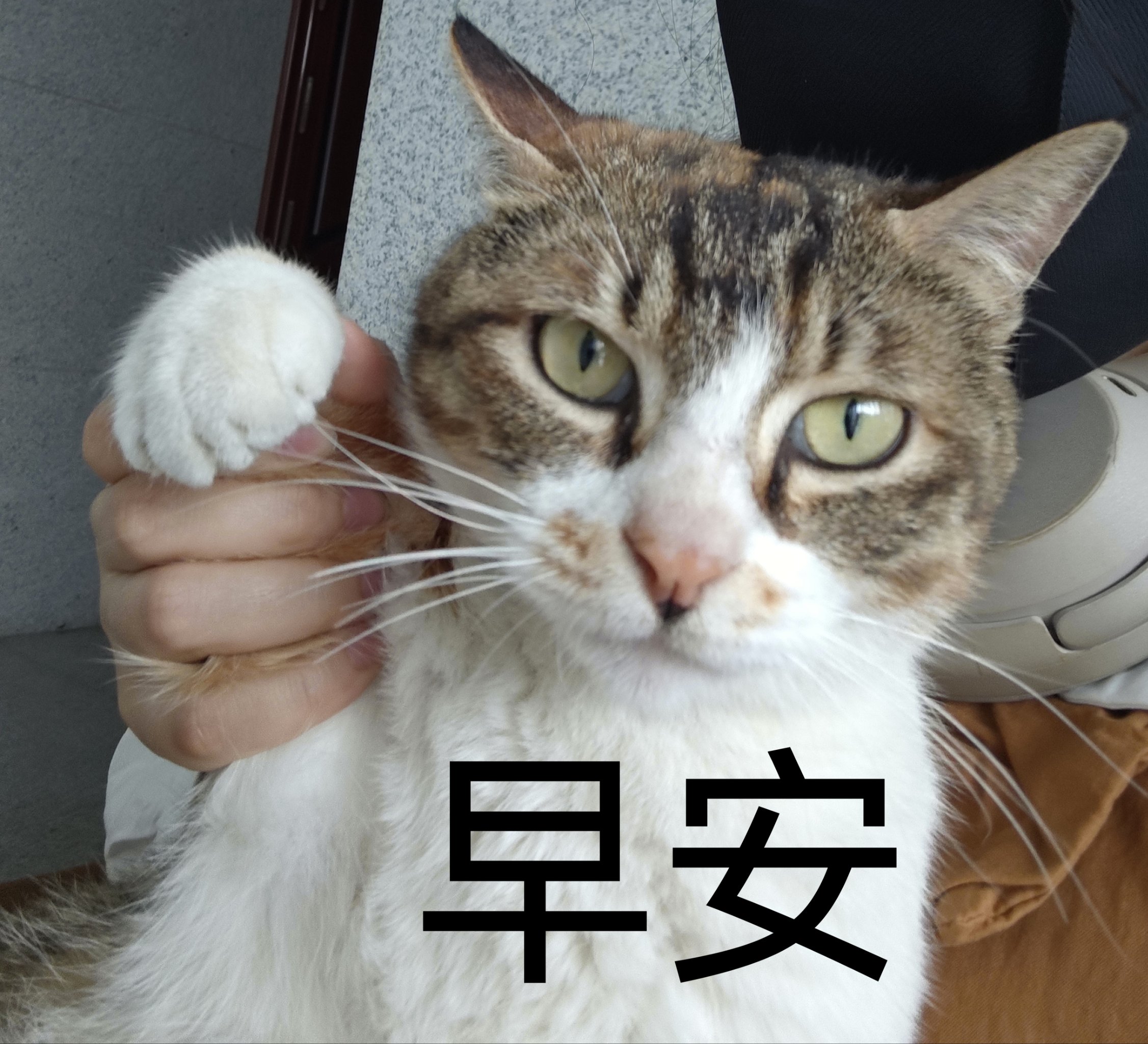 猫咪早上好表情包图片