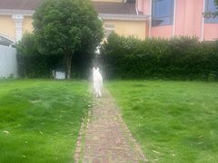 -瑞派申生动物医院·24H夜诊·国际动物医疗中心·骨外科(吴中路店)
