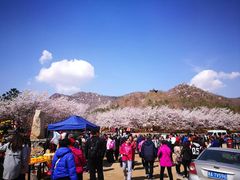 -樱花山风景区