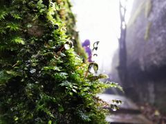 -山王坪喀斯特国家生态公园