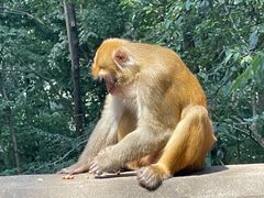 -黔灵山公园