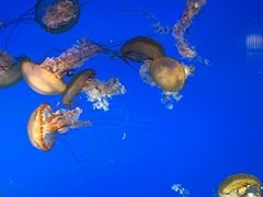 -太平洋海底世界