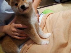 -逗柴咖啡屋·狗咖猫咖宠物桌游