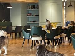 大堂-遇见羊驼·奶狗咖·布偶猫咖·法斗柯基柴犬阿拉斯加(春熙路太古里IFS店)