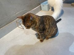 -Heymao猫咖.咖啡厅(东门店)