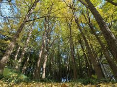 -上海共青森林公园