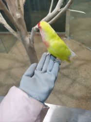 -神奇动物撸宠馆·羊驼·小浣熊·异宠(豫园店)
