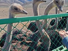 -新疆天山野生动物园