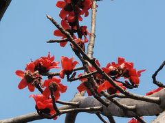 -攀枝花公园