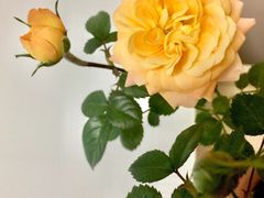 -双季花艺园艺市场(浦东店)